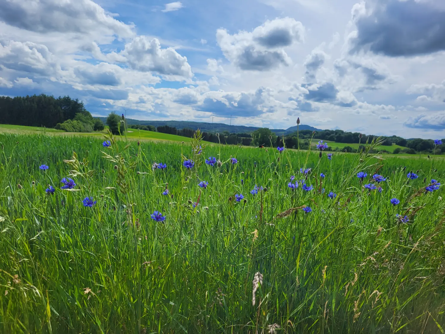 BARF mit Planwald