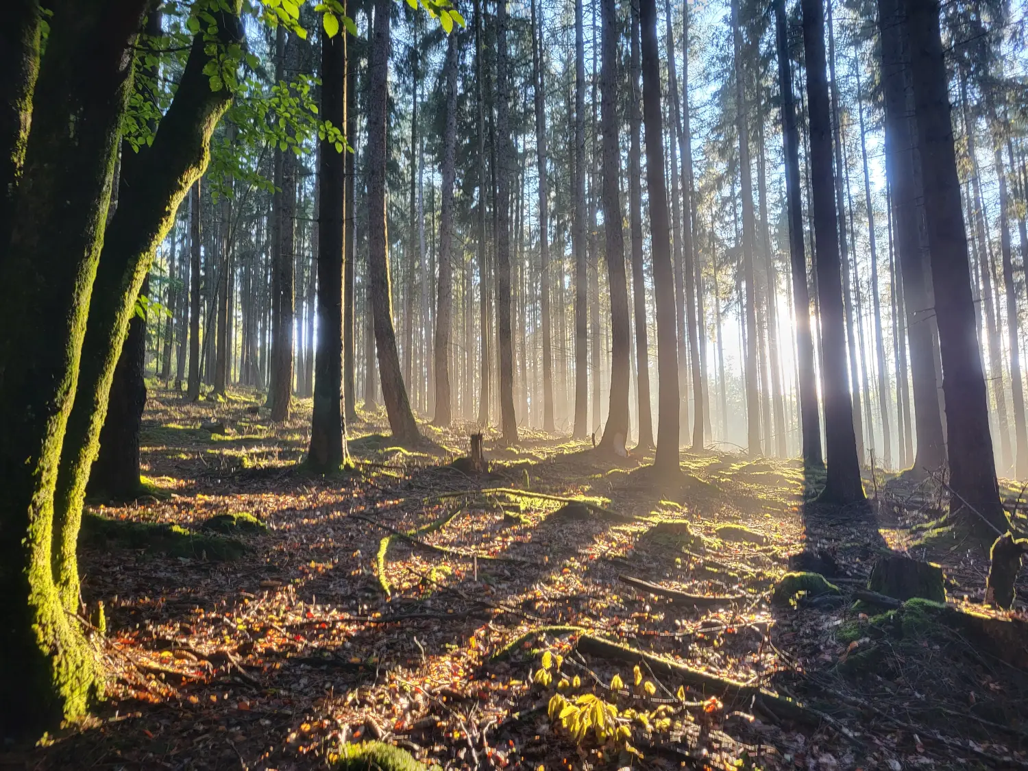 BARF mit Planwald