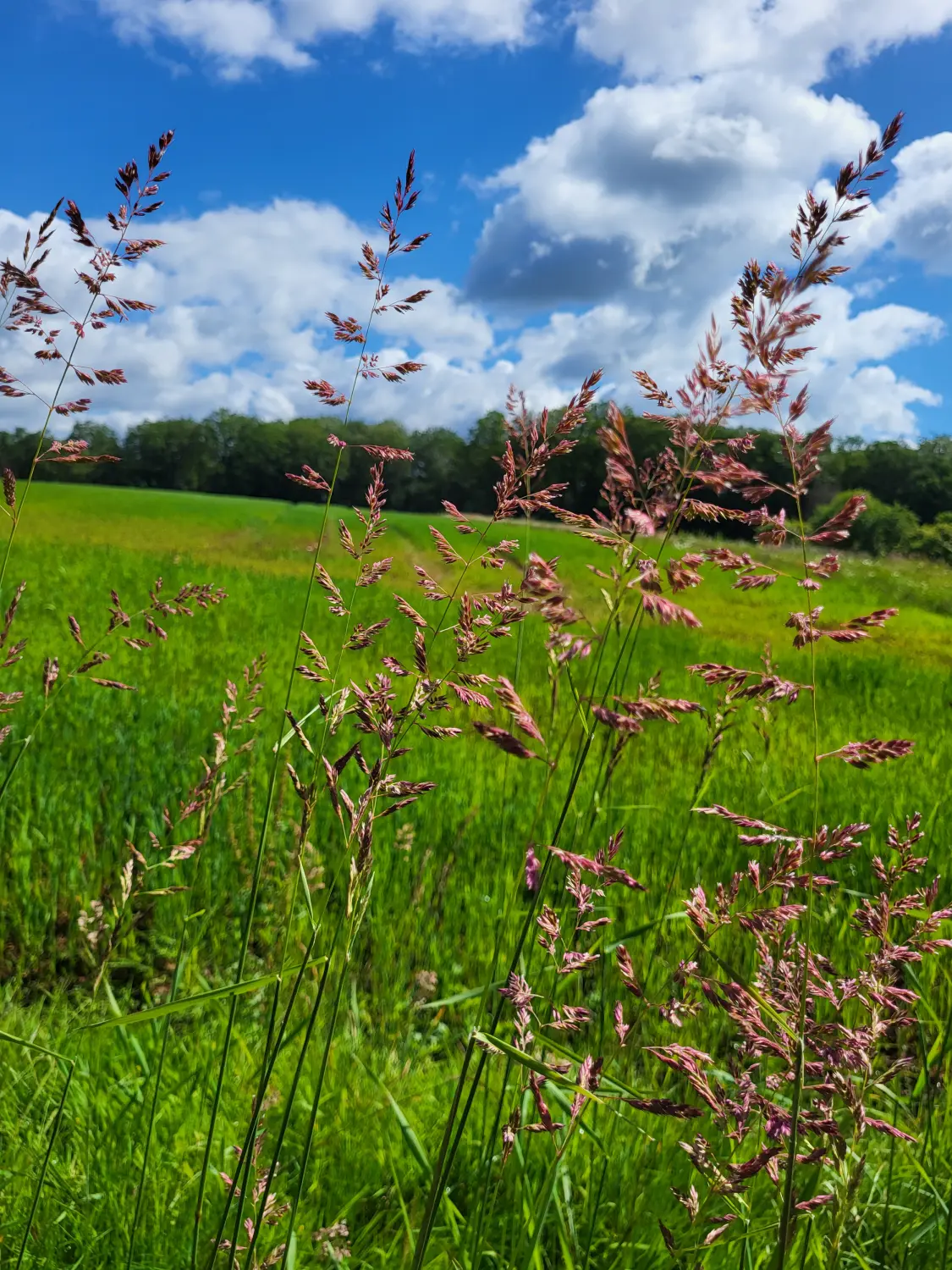 BARF mit Planwald