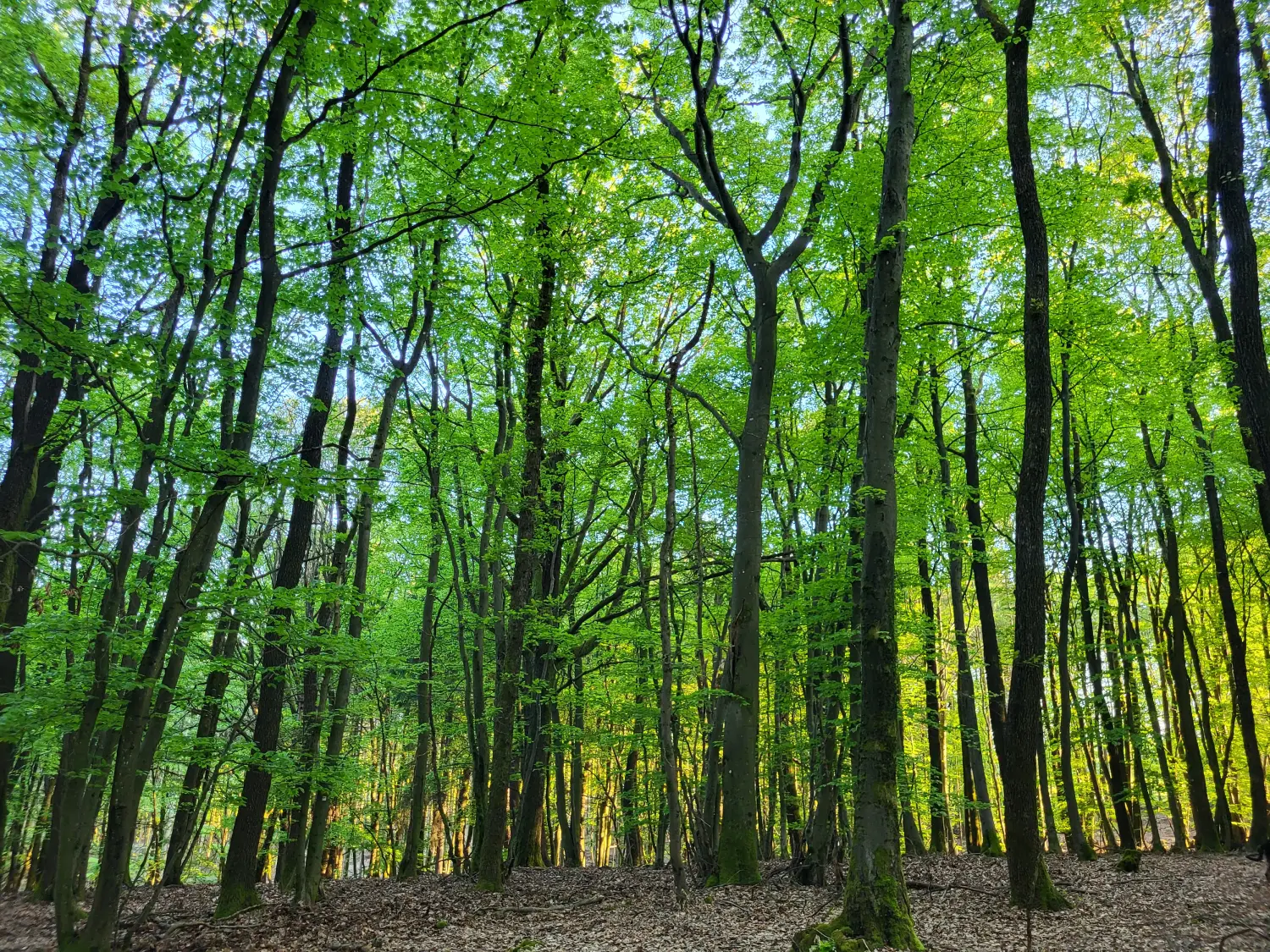 BARF mit Planwald