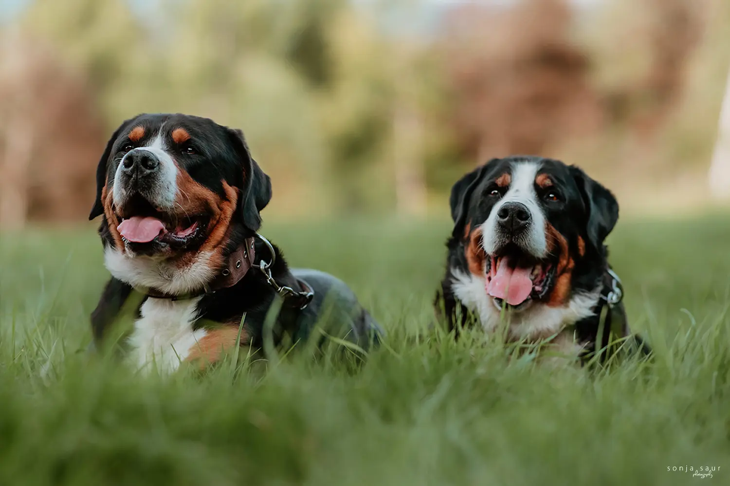 Pepper und Spock von BARF mit Plan