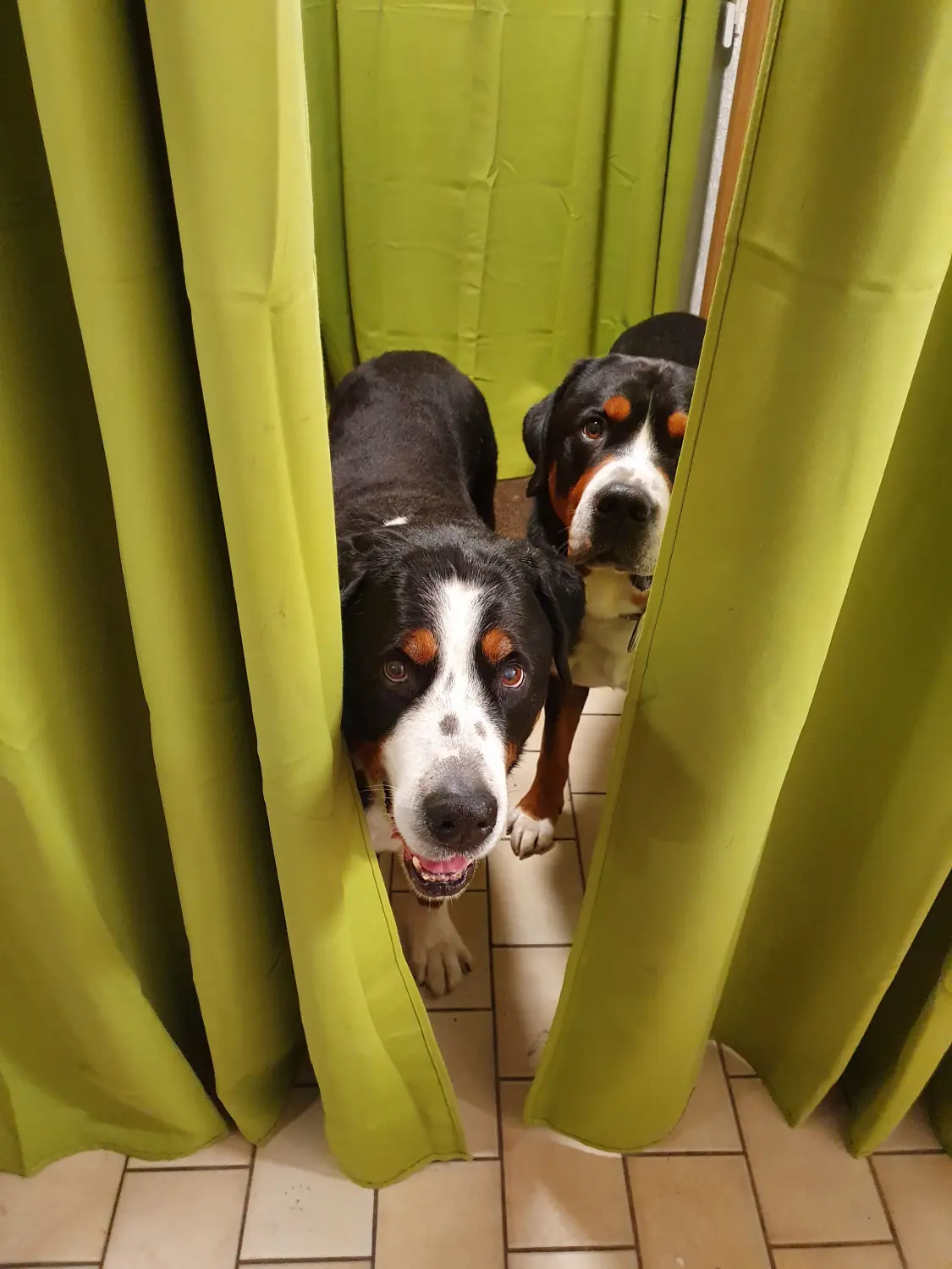 Pepper und Spock von BARF mit Plan