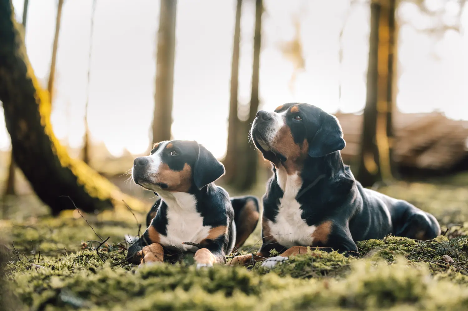 Pille und Spock von BARF mit Plan